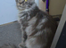 Polydactyl Mainecoon