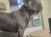Cane corso puppies