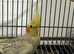 2 cockatiel