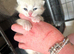 ragdoll mix long haired kittens
