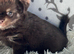 Chihuahua puppies from health tested parents