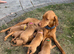 Gorgeous KC Vizsla Puppies