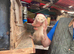 Young ferrets for sale