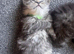 Doll face Persian kittens