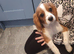 Cavalier King Charles (Males only)