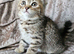 5 kittens x British blue shorthair crossed