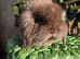 Pure mini lion lop babies