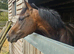 15.1 Chestnut Thoroughbred Gelding