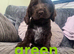 100% show cocker spaniels kc reg