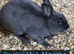 2 rabbits