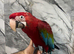 Handreared Friendly Super Tame Cuddly Greenwing Macaw Parrot,1
