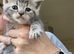 Last 3 kitty's