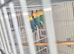 Lovebirds
