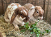 Beautiful Friendly Plush Lop Females