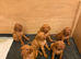 Gorgeous KC Vizsla Puppies