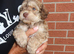 Cockapoo puppies ready to leave