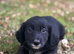 4 playful sprollie puppies seeking new homes