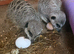 Young meerkats
