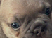 Kc reg & genetic tested French bulldog pups
