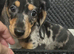 Adorable lil miniature dachshund pups read see all details below