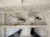 Beautiful pigeons