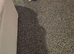 Female kitten