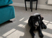 Borador dog Puppy