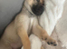 German Shepherd Puppy