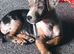 Female 10 week old Jack russell cross