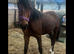 AES sport horse young stock