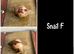 2 baby giant African land snails