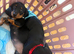 1 female mini dachshund puppie left