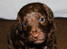 F2B Cockapoo puppies Health-tested Pedigree lines
