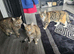 bengal cross cats to be rehomed