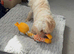 Maltipoo  very lovely