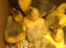 Happy healthy goslings available