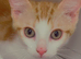 Beautiful 4-Month-Old Sister Pair – Pumpkin & Blurr ️”
