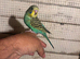 Budgies for sale