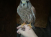 Kestrel. 4 months old. Hand reared/crèche reared