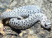 Super Arctic het Toffee Western Hognose at Birmingham Reptiles