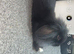 Black and white mini lop lionhead mix