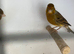Pairs Canary