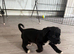 7 adorable cocker spaniel/labrador