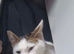 Beautiful cats