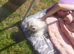 Bichon frise Ave female