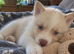 Last 3 Remaining Pomsky Puppies
