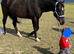 Dream, 17h gentle giant thoroughbred