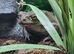 CB24 BUFO ALVARIUS
