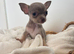 Xxs tiny teacup female chihuahua