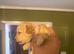 Toy poodle girl puppy